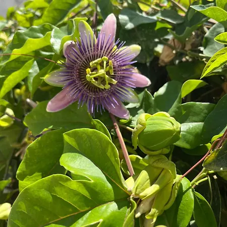 펜션 Villino Monte Sant'angelo